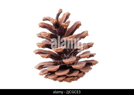 Fir cone open isolated on a white background Stock Photo