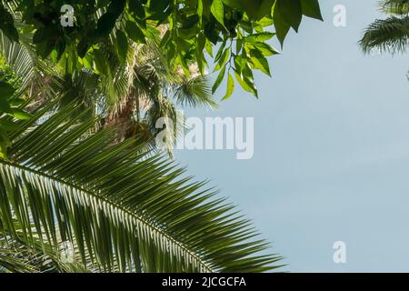 A tropical paradise scene featuring palm tree leaves against the backdrop of a clear blue sky Stock Photo
