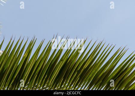 A close up of a palm tree leave against the backdrop of a bright clear blue sky Stock Photo