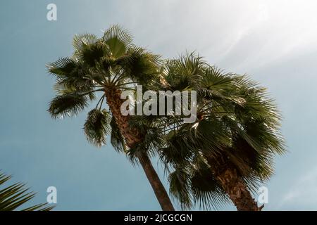 A tropical scene shows tall palm trees against a bright blue sky background on a sunny day Stock Photo