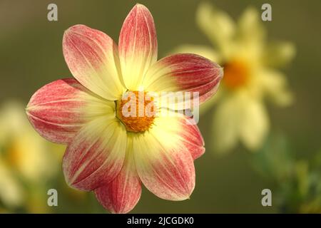Flowers Dahlia Minion - Dahlia Pinnata close-up very delicate and beautiful Stock Photo