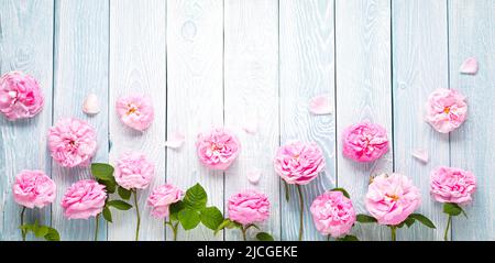Pink roses on blue wooden planks background Stock Photo