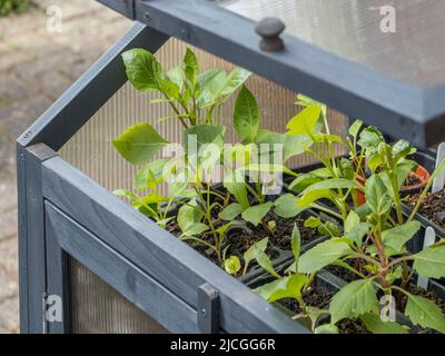 Dahlias plants in a partially opened cold frame being acclimatised to the cooler UK air temperature before being planted out. Stock Photo