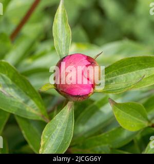 Dark pink peony bud growing in a UK garden. Stock Photo