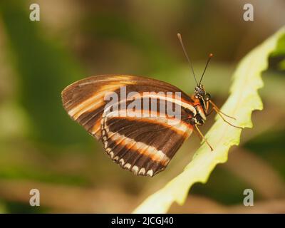 Banded Orange Butterfly Stock Photo