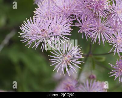 Meadow Rue produces a cloud of delicate pink flowers Stock Photo