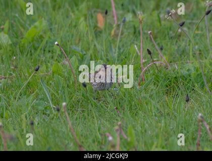 Twite (Carduelis flavirostris), Iona, Mull, Inner Hebrides, Scotland Stock Photo