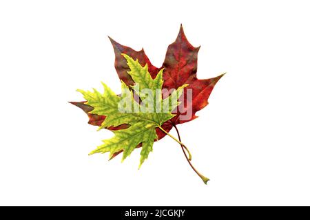 Two maple leaves red and green isolated on white background. Autumn concept Stock Photo