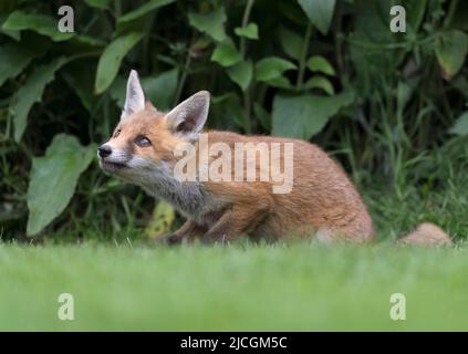 A young wild Red Fox cub (Vulpes vulpes) on edge of undergrowth, Warwickshire Stock Photo