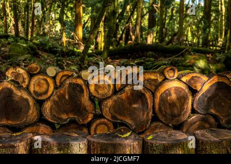 Close up to logs cut and perfectly aligned in the forest landscape. Pile of wood trunks aligned in the green forest of Furnas, São Miguel, Azores. Stock Photo