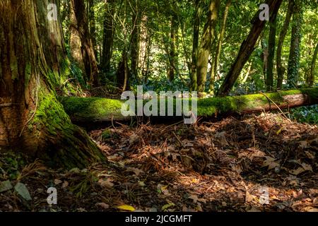 Beautiful magical forest landscape. Tree trunk with moss lying on the ground. Soft sunlight, sunbeams. Fairy forest landscape. Picturesque setting. Stock Photo