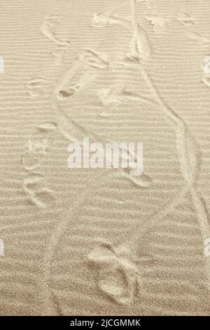 Bizarre footprints in the yellow sand. Sand beach. Arid desert Stock Photo