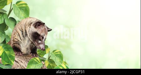 Horizontal sunny nature background with Asian Palm Civet (Civet cat). Produces Kopi luwak. Luwak Coffee is world most expensive coffee. Copy space for Stock Photo