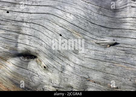 The texture of an old tree without bark with cracks, chaffs and fungi Stock Photo
