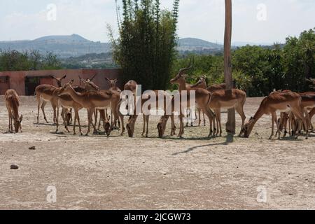 Antelope eland scientific name Tragelaphus oryx in the herd it is distinguished because both females and males have crooked horns, while the rest of t Stock Photo