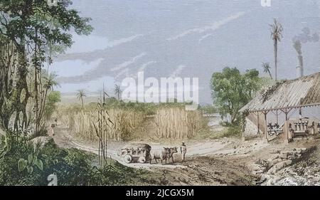 Harvesting sugar cane on a French colonial plantation.  After an illustration in the 1864 edition of Le Savant Du Foyer ou Notions Scientifiques Sur les Objets Usuels de la Vie, by Louis Figuir. Stock Photo