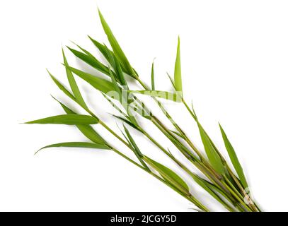 Group of bamboo isolated on white background Stock Photo