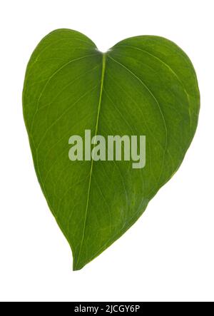 Pothos leaf isolated on white background Stock Photo