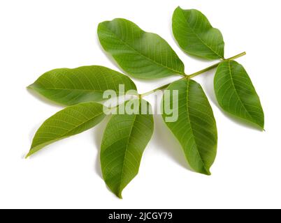 Walnut branch  with leaves  isolated on white background Stock Photo