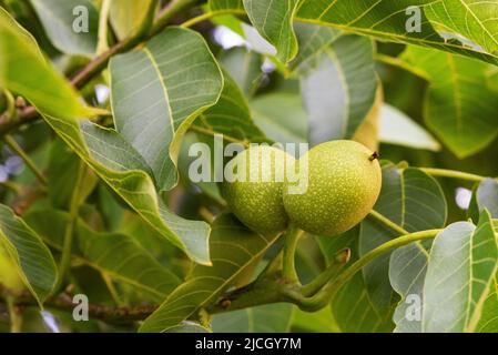 Walnut branch whit fruits on a tree Stock Photo