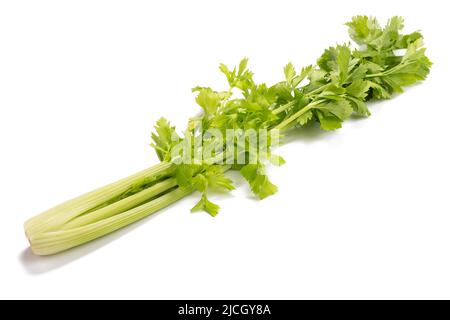 Fresh celery  isolated on white background Stock Photo