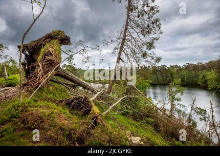 Uprooted trees caused by storm Arwen at Tarn Hows in October 2021, Lake District, England Stock Photo