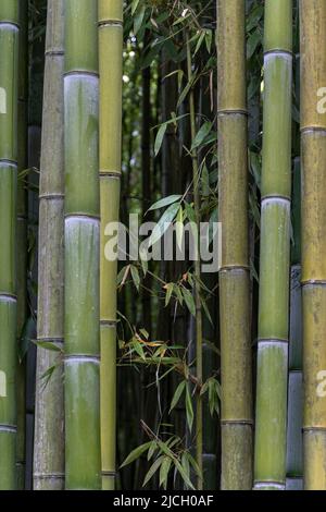 Bamboo Stock Photo