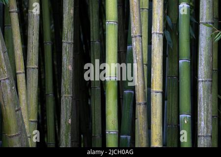 Bamboo Stock Photo
