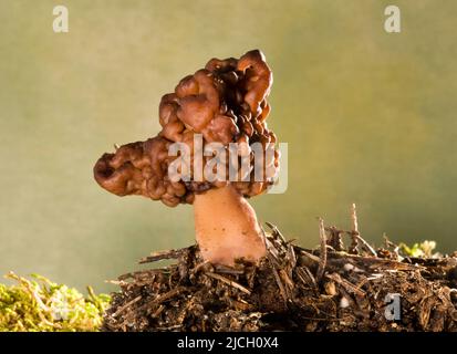 Gyromitra esculenta, also known as a false morel, and is a poisonous, non-edfible mushroom. Stock Photo