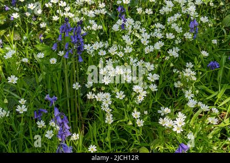 Close up of wild white greater stitchwort flowers and English bluebells flowering wildflowers flower in spring North Yorkshire England UK GB Britain Stock Photo