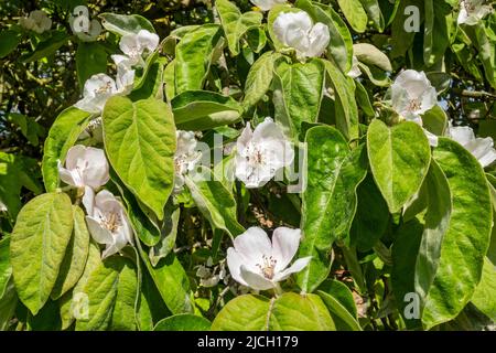 Close up of white blossom of quince tree 'Champion' Cydonia oblonga flower flowers flowering in spring England UK United Kingdom GB Great Britain Stock Photo