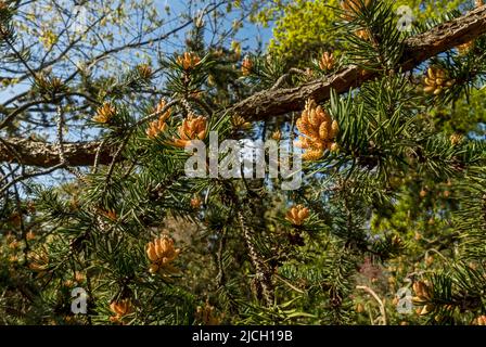 Close up of new pine cone cones on Jack Pine pinus banksiana Pinaceae tree in spring England UK United Kingdom GB Great Britain Stock Photo