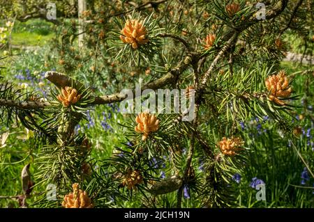 Close up of new pine cone cones on Jack Pine pinus banksiana Pinaceae tree in spring England UK United Kingdom GB Great Britain Stock Photo