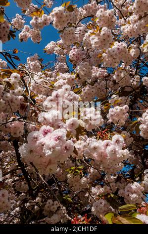 Close up of pale pink blossom of flowering flowers flower ornamental cherry tree prunus in spring England UK United Kingdom GB Great Britain Stock Photo