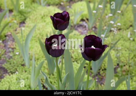 Three dark burgundy tulips on a green lawn. Spring flowers in the garden Stock Photo