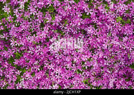 A flower bed with bright pink subulate phloxes. Low-growing flowers for garden decor Stock Photo