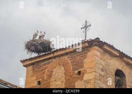 Three storks in their nest. Stock Photo