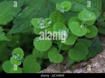 Dew drops on green leaves Stock Photo
