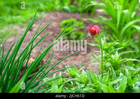 Summer garden plants and flowers. Plant background. Stock Photo