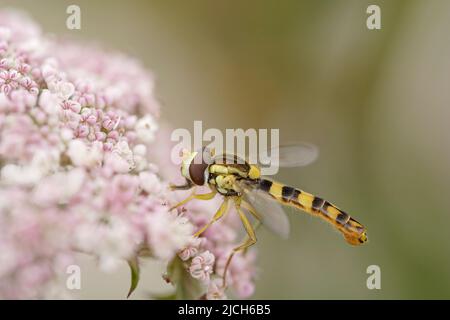 Beautiful colorful fly from a northern portuguese meadow Stock Photo