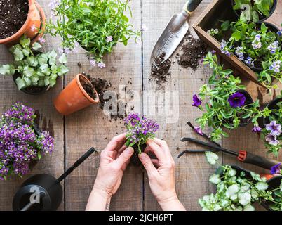 Top view of hands holding flower to plant with gardening tools. Stock Photo