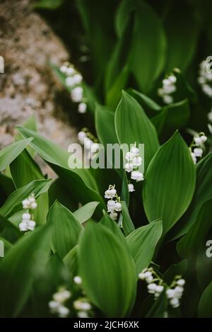 Close up of tiny lily of the valley flowers blooming in spring. Stock Photo