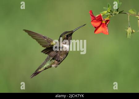 A Ruby-throated Hummingbird Gathering Nectar Stock Photo
