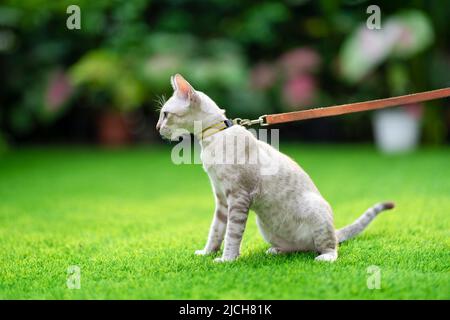 American Shorthair cat with green and blue eyes was taken for a smart walk by its owner in the grassy garden with collar and leash. Stock Photo