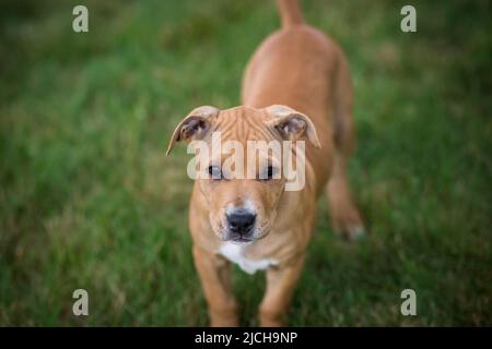 American Pit Bull Terrier puppy Stock Photo