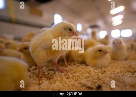 Young chicken chicks in poultry shed, organic poultry farm, Wales, UK Stock Photo