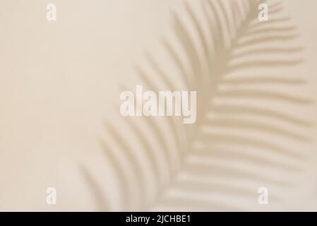 Abstract background with tropical palm leaves shadow on beige wall, Creative minimal design with copy space, Summer concept, flat lay Stock Photo