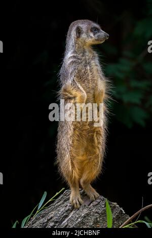 Meerkat / suricate (Suricata suricatta) sentinel standing upright looking for predators, native to the deserts of southern Africa Stock Photo