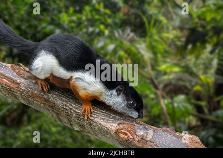 Prevost's squirrel / Asian tri-colored squirrel (Callosciurus prevostii) in tropical rain forest, native to the Thai-Malay Peninsula, Sumatra, Borneo Stock Photo