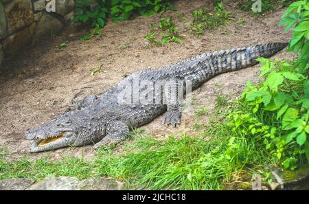 Siamese freshwater crocodile is resting on pond shore Stock Photo